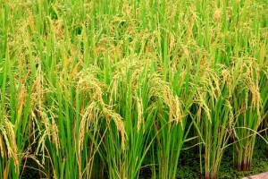 Rice-Field